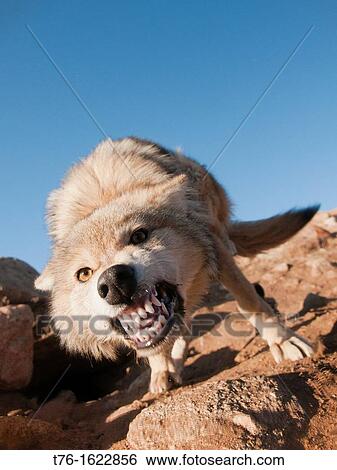 wild snarling wolf canis lupis in the Altai Region of Bayan-? lgii in Western Mongolia View Large Photo Image Stock Photograph - wild snarling wolf canis lupis in the Altai Region of Bayan-? lgii in Western Mongolia. Fotosearch