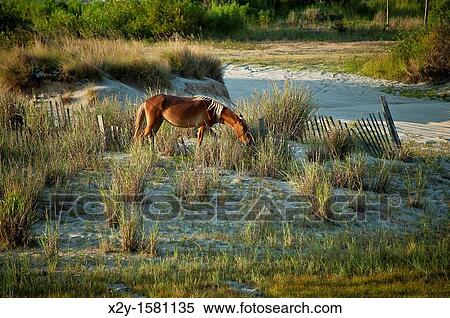 Wild Spanish mustang on dune, Outer Banks, North Carolina, USA View Large Photo Image Stock Photography - Wild Spanish mustang on dune, Outer Banks, North Carolina, USA. Fotosearch