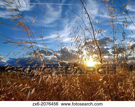 Wild spikes at sunset. Ebro River Delta Natural Park, Tarragona province, Catalonia, Spain. View Large Photo Image Stock Photograph - Wild spikes at sunset. Ebro River Delta Natural Park, Tarragona province, Catalonia, Spain.. Fotosearch