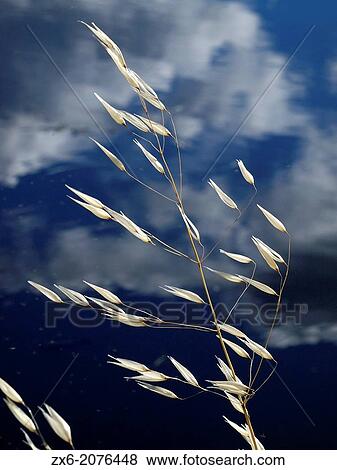 Stock Photo - Wild spikes. Ebro River Delta Natural Park, Tarragona province, Catalonia, Spain.. Fotosearch