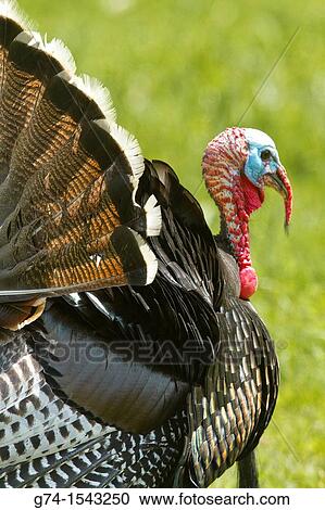 Stock Image - Wild Turkey, California, USA. Fotosearch
