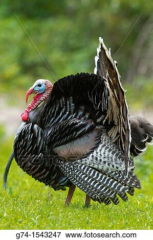 Wild Turkey, California, USA View Large Photo Image Stock Photo - Wild Turkey, California, USA. Fotosearch