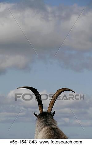 wild welsh mountain goat in dinorwic quarry north wales View Large Photo Image Stock Image - wild welsh mountain goat in dinorwic quarry north wales. Fotosearch