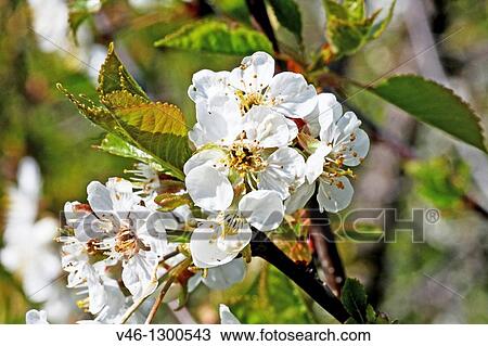 Wild white cherry blossoms on a twig Close-up Open Blossom with detailed stamens White Fills frame From side angle View Large Photo Image Stock Image - Wild white cherry blossoms on a twig Close-up Open Blossom with detailed stamens White Fills frame From side angle. Fotosearch
