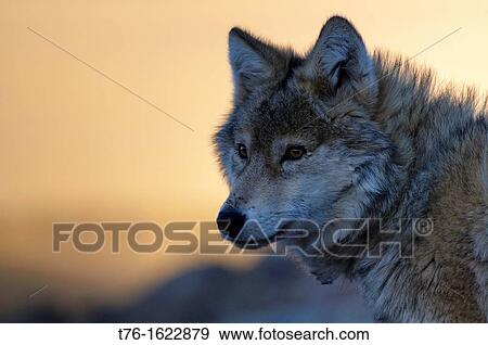 wild wolf canis lupis in the Altai Region of Bayan-? lgii in Western Mongolia View Large Photo Image Stock Photo - wild wolf canis lupis in the Altai Region of Bayan-? lgii in Western Mongolia. Fotosearch