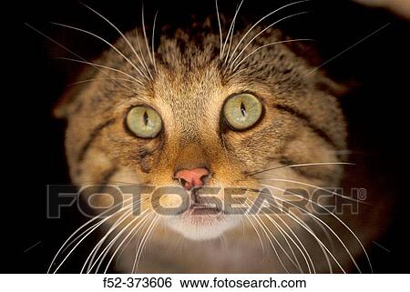 Wildcat (Felis silvestris) View Large Photo Image Stock Photograph - Wildcat (Felis silvestris). Fotosearch