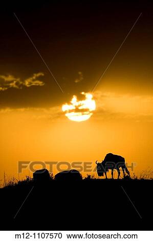 Wildebeest at sunset View Large Photo Image Stock Image - Wildebeest at sunset. Fotosearch