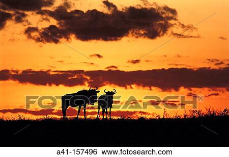 Wildebeest. East Africa View Large Photo Image Stock Photograph - Wildebeest. East Africa. Fotosearch