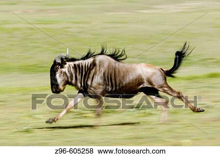 Stock Photo - Wildebeest, Gnu (Connochaetes taurinus). Serengeti, Tanzania, Africa.. Fotosearch