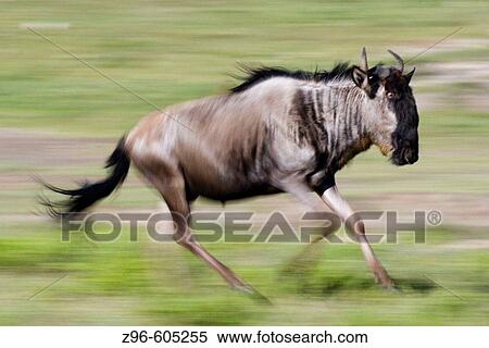 Stock Photography - Wildebeest, Gnu ( Connochaetes taurinus). Serengeti, Tanzania, Africa.. Fotosearch