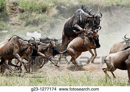 Wildebeest in action View Large Photo Image Picture - Wildebeest in action. Fotosearch