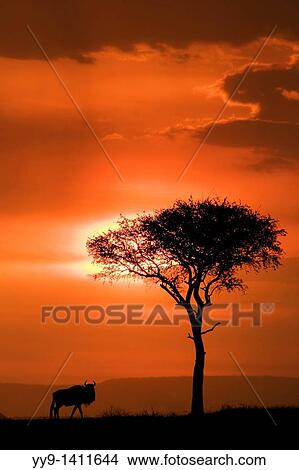 Picture - Wildebeest in the Sunset - Masai Mara National Reserve, Kenya. Fotosearch