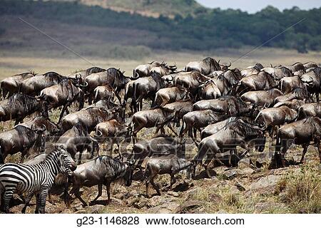 Wildebeest Rivercrossing View Large Photo Image Stock Photo - Wildebeest Rivercrossing. Fotosearch