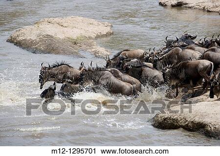 Stock Image - Wildebeest running towards the river on migration. Fotosearch