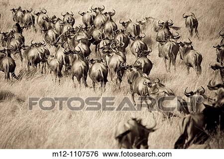 Wildebeest running towards the river on migration View Large Photo Image Stock Photograph - Wildebeest running towards the river on migration. Fotosearch