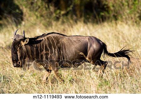 Stock Image - Wildebeest running towards the river. Fotosearch