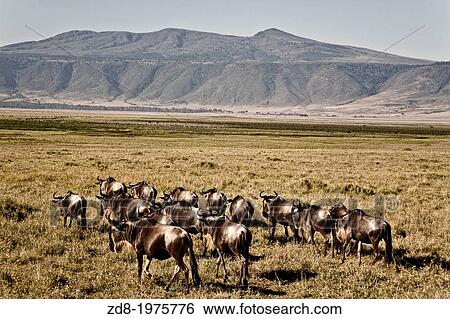 Wildebeests in ngorongoro crater in tanzania. View Large Photo Image Stock Photograph - Wildebeests in ngorongoro crater in tanzania.. Fotosearch