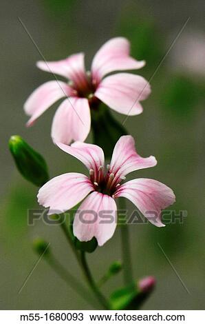 Wildflower blossom View Large Photo Image Stock Image - Wildflower blossom. Fotosearch