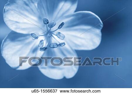 Wildflower View Large Photo Image Stock Photo - Wildflower. Fotosearch