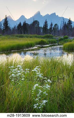 Wildflowers and the Teton Range at sunset seen from Schwabacher's Landing, Grand Teton National Park Wyoming View Large Photo Image Stock Photo - Wildflowers and the Teton Range at sunset seen from Schwabacher's Landing, Grand Teton National Park Wyoming. Fotosearch