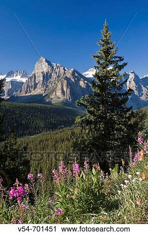 Wildflowers and Valley of 10 Peaks (Wenkchemna Peaks) at sunrise, Banff National Park, Alberta, Canada View Large Photo Image Stock Image - Wildflowers and Valley of 10 Peaks (Wenkchemna Peaks) at sunrise, Banff National Park, Alberta, Canada. Fotosearch