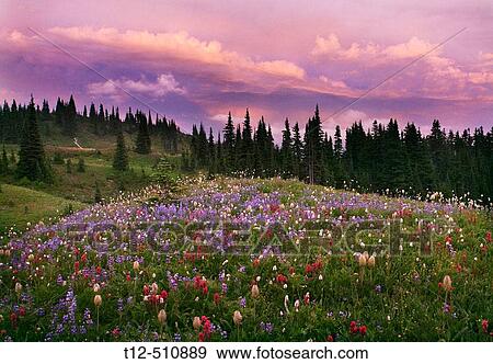 Wildflowers at sunset on Mount Rainier View Large Photo Image Stock Photo - Wildflowers at sunset on Mount Rainier. Fotosearch