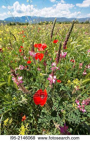 Stock Photo - Wildflowers including red Poppies in steppic areas in spring, spain.. Fotosearch