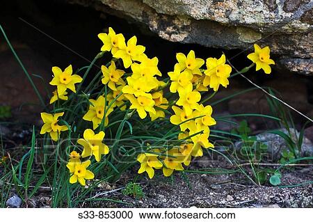 Stock Image - Wildflowers (Narcissus rupicola). Fotosearch