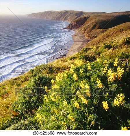 Wildflowers. Point Reyes National Seashore. California. USA. View Large Photo Image Stock Photo - Wildflowers. Point Reyes National Seashore. California. USA.. Fotosearch