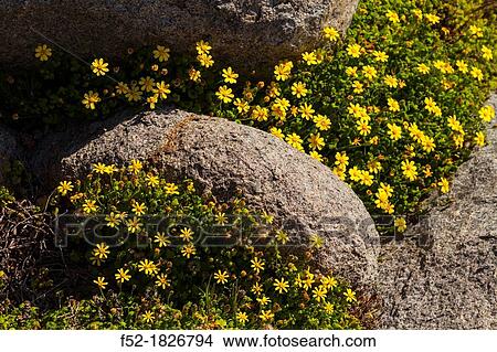 Picture - Wildflowers, Postberg Trail, West Coast National Park, Western Cape province, South Africa, Africa.. Fotosearch