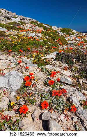 Wildflowers, Postberg Trail, West Coast National Park, Western Cape province, South Africa, Africa. View Large Photo Image Stock Image - Wildflowers, Postberg Trail, West Coast National Park, Western Cape province, South Africa, Africa.. Fotosearch