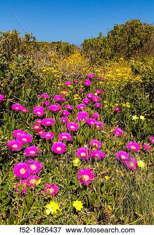 Wildflowers, Postberg Trail, West Coast National Park, Western Cape province, South Africa, Africa. View Large Photo Image Stock Photo - Wildflowers, Postberg Trail, West Coast National Park, Western Cape province, South Africa, Africa.. Fotosearch