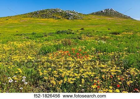 Wildflowers, Postberg Trail, West Coast National Park, Western Cape province, South Africa, Africa. View Large Photo Image Stock Photograph - Wildflowers, Postberg Trail, West Coast National Park, Western Cape province, South Africa, Africa.. Fotosearch