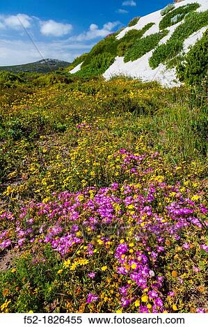 Wildflowers, Postberg Trail, West Coast National Park, Western Cape province, South Africa, Africa. View Large Photo Image Stock Photography - Wildflowers, Postberg Trail, West Coast National Park, Western Cape province, South Africa, Africa.. Fotosearch