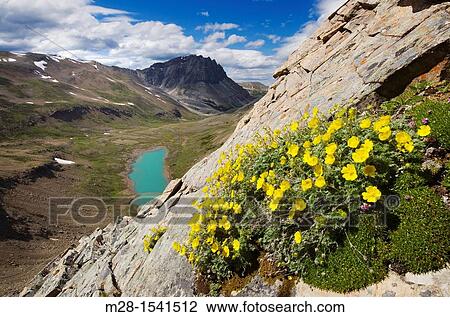 Wildflowrs clinging to cliffs on Centre Mountain Jasper National Park Alberta Canada View Large Photo Image Stock Image - Wildflowrs clinging to cliffs on Centre Mountain Jasper National Park Alberta Canada. Fotosearch