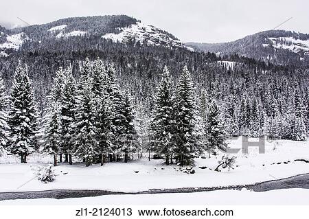 Wildlife of Yellowstone Park at Lamar Valley Mammoth Falls, Wyoming USA View Large Photo Image Stock Image - Wildlife of Yellowstone Park at Lamar Valley Mammoth Falls, Wyoming USA. Fotosearch