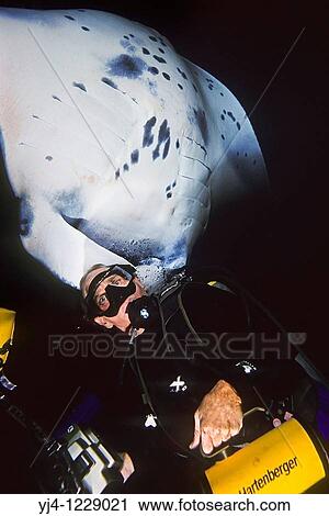 wildlife photographer James D Watt and manta ray, Manta birostris, Kona Coast, Big Island, Hawaii, USA, Pacific Ocean View Large Photo Image Stock Image - wildlife photographer James D Watt and manta ray, Manta birostris, Kona Coast, Big Island, Hawaii, USA, Pacific Ocean. Fotosearch