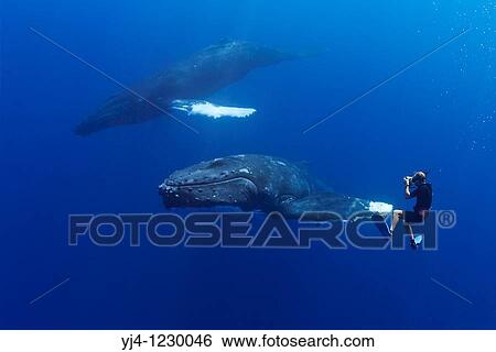 Stock Photograph - wildlife photographer James D Watt photographing humpback whales, Megaptera novaeangliae, Pacific Ocean. Fotosearch