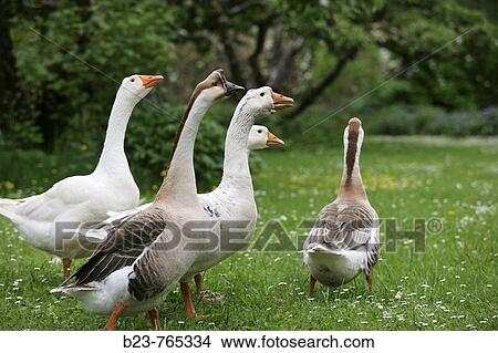 Wildlife View Large Photo Image Picture - Wildlife. Fotosearch