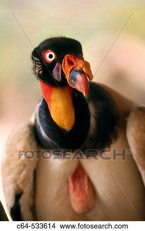 Picture - Wildlife. Fotosearch