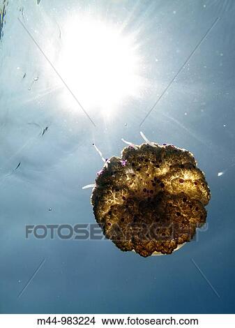Wildlife View Large Photo Image Picture - Wildlife. Fotosearch