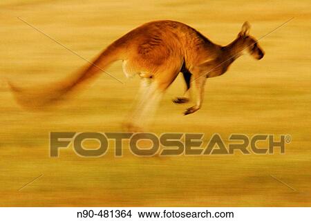 Wildlife View Large Photo Image Picture - Wildlife. Fotosearch