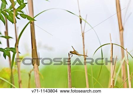 Wildlife View Large Photo Image Picture - Wildlife. Fotosearch