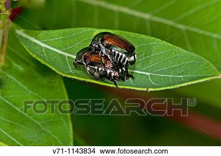 Wildlife View Large Photo Image Picture - Wildlife. Fotosearch