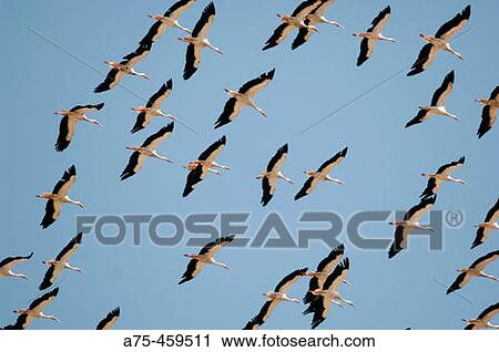 Wildlife View Large Photo Image Stock Image - Wildlife. Fotosearch
