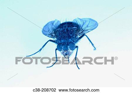 Wildlife View Large Photo Image Stock Image - Wildlife. Fotosearch