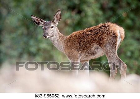Wildlife View Large Photo Image Stock Image - Wildlife. Fotosearch