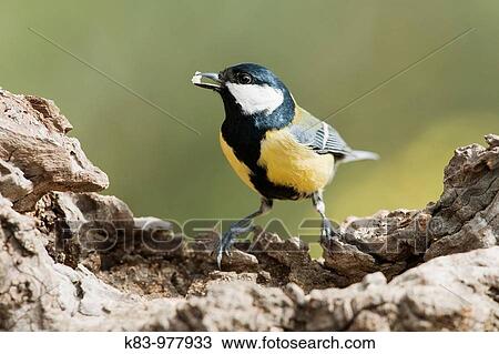 Wildlife View Large Photo Image Stock Image - Wildlife. Fotosearch