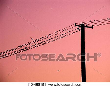 Stock Image - Wildlife. Fotosearch