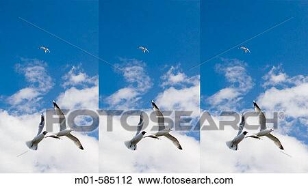 Wildlife View Large Photo Image Stock Image - Wildlife. Fotosearch